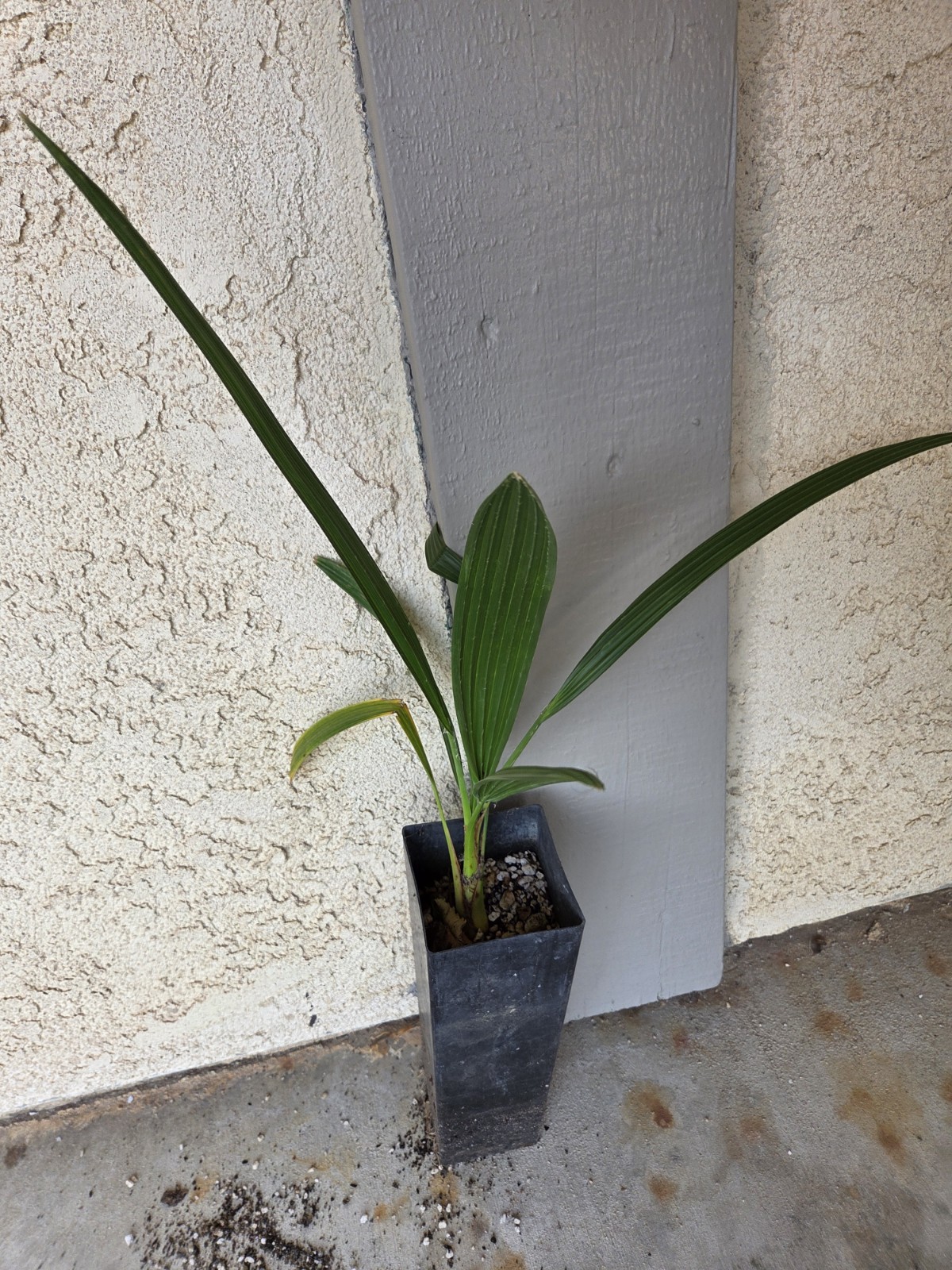 Brahea edulis Guadalupe Fan Palm Seedling 4-5 Leaves Live Plant
