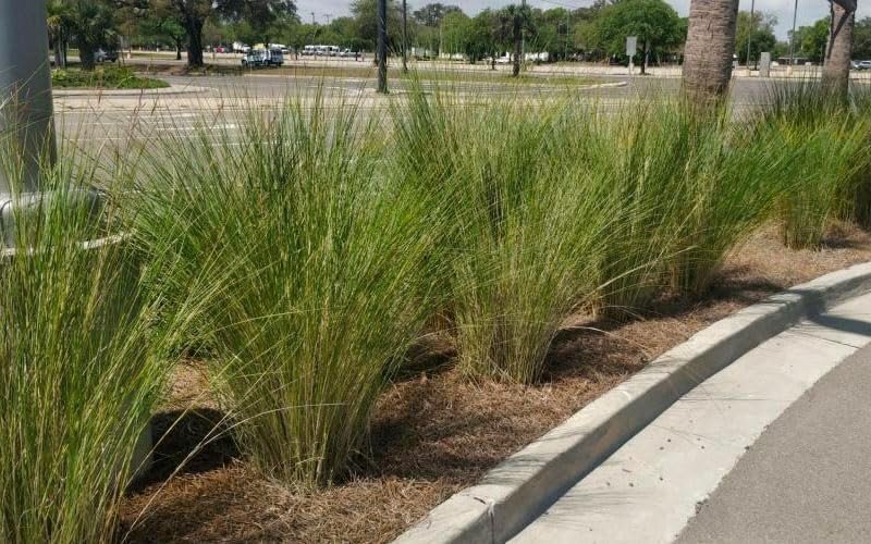Sand Cord Grass I Large Gallon Size Plant I Spartina Bakeri I Live Plants,…