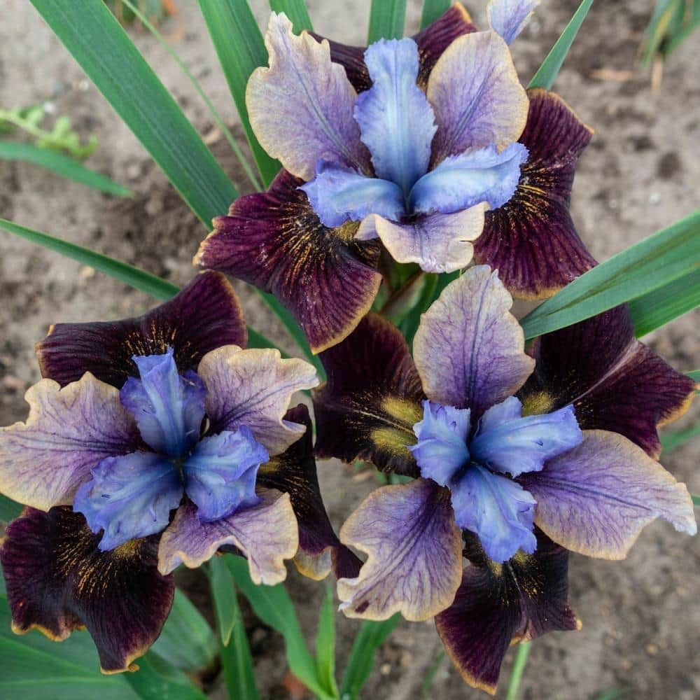 Siberian Iris Black Joker Bare Root 3-Pack Purple Perennial Starter NEW