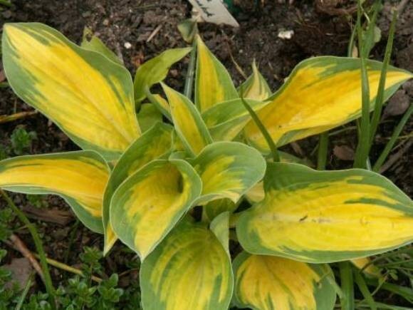 hosta ORANGE MARMALADE medium new colorful 2.5″ pot = 1 Live Potted Plant