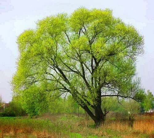 6 Black Willow Trees Cuttings – Easy to Grow – Very Attractive and Fast Growing