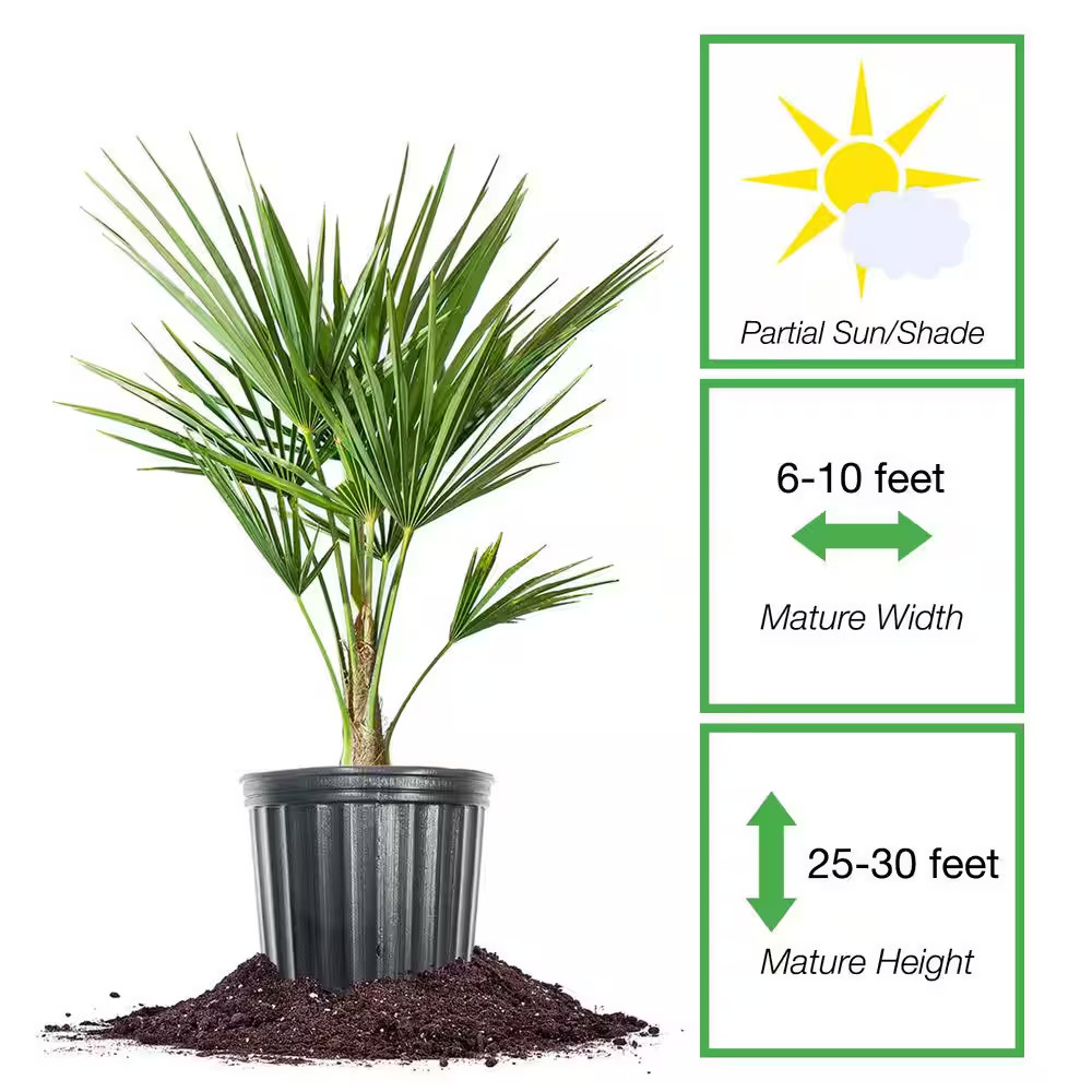Windmill Palm Tree in 3 Gal. Grower’S Pot