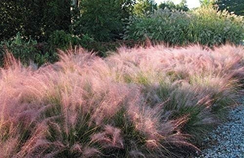 Muhly Grass | 2 Inch | Live Plants | Muhlenbergia | Ornamental Grass
