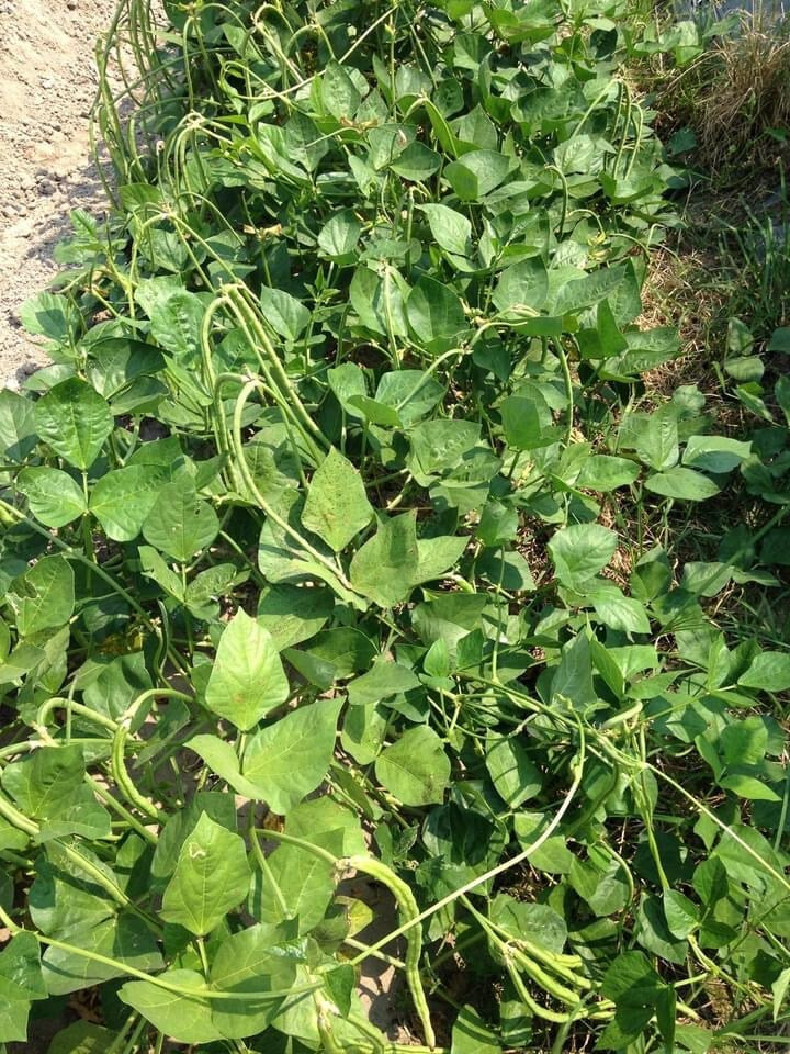 Bush Long Green Bean Seeds | Đậu Đũa Bụi Ngọt | Non GMO