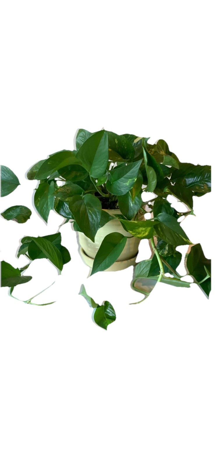 House Plant Starter Assortment – 3-5 Rooted Plants – 30-160 days old, 3″ to 12″