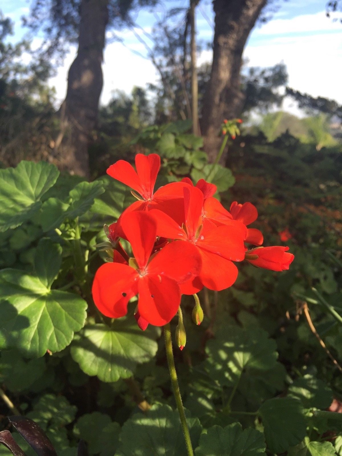 ORANGE RED PELARGONIUM ZONAL GERANIUM FRESH LIVE PLANT 5 X 6″ STARTER CUTTINGS