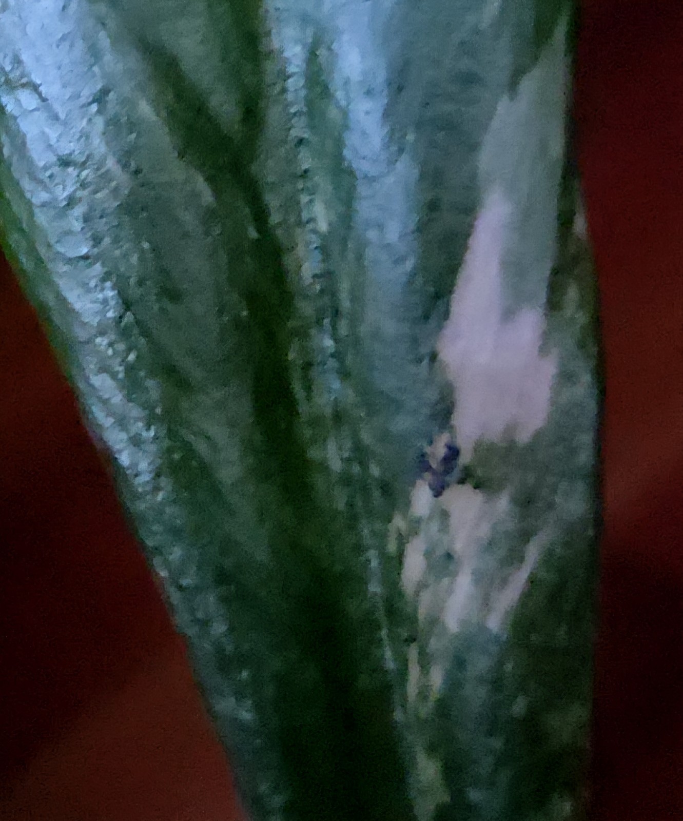 Rare Philodendron Variegated Pink Fire Tiger 11″ Tall Not Anthurium Monstera