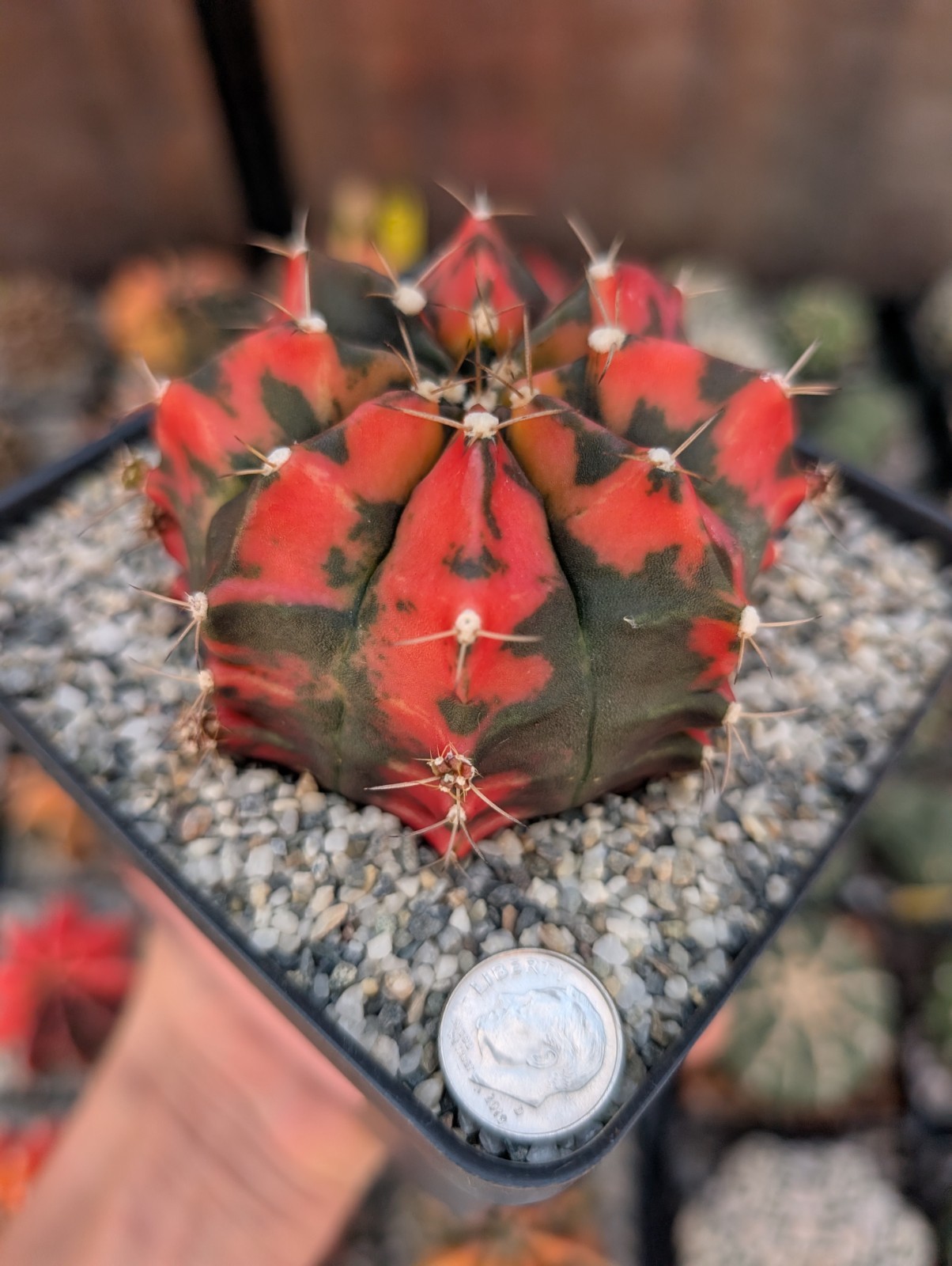 Gymnocalycium Inverse Variegata Daydream Hybrid Motherplant
