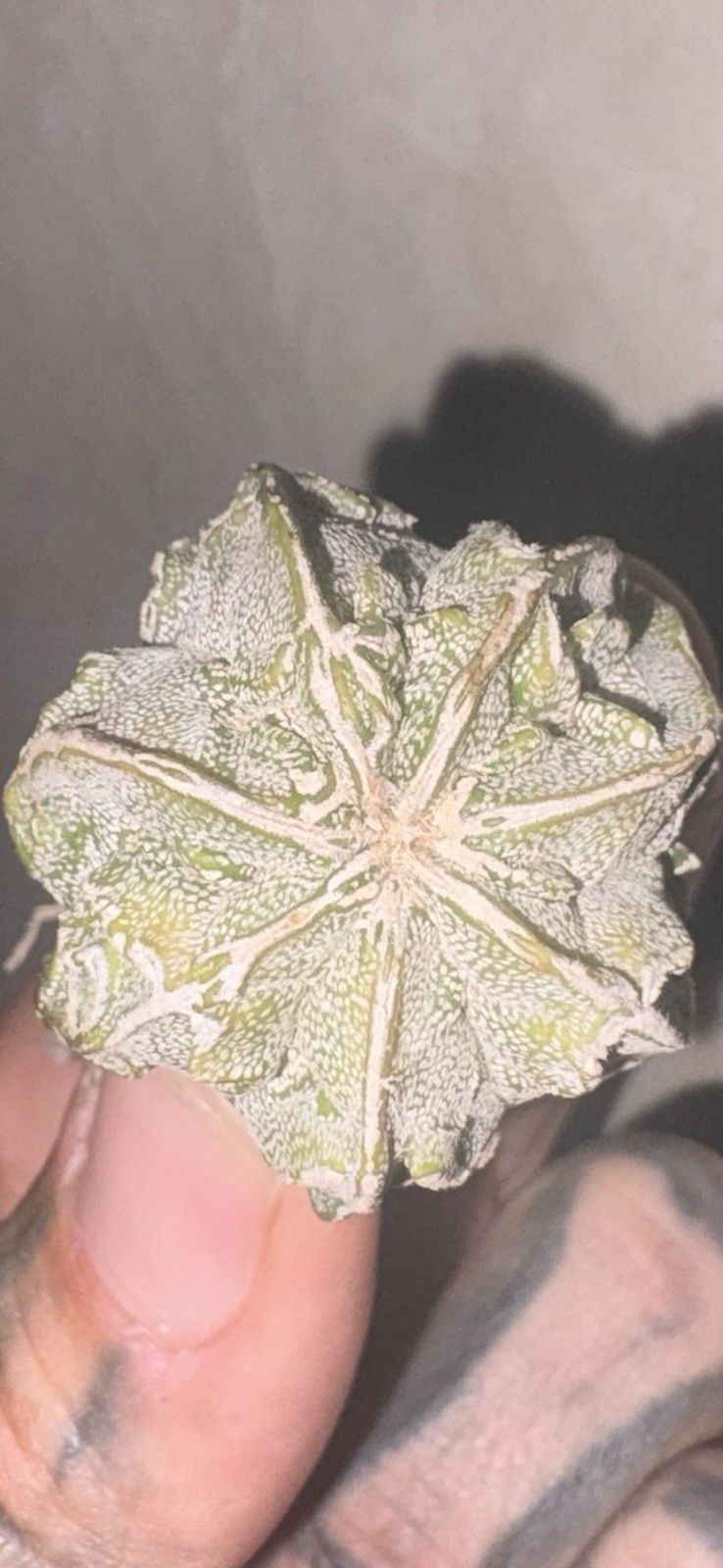 Astrophytum Fukuryu