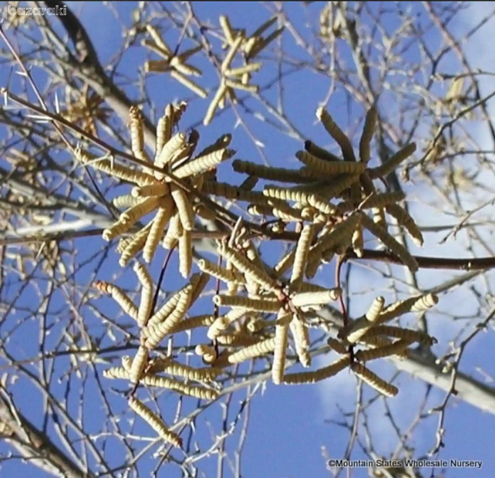 WOW RARE Prosopis Pubescens Strombocarpa Od Screwbean Mesquite edible pods Plant
