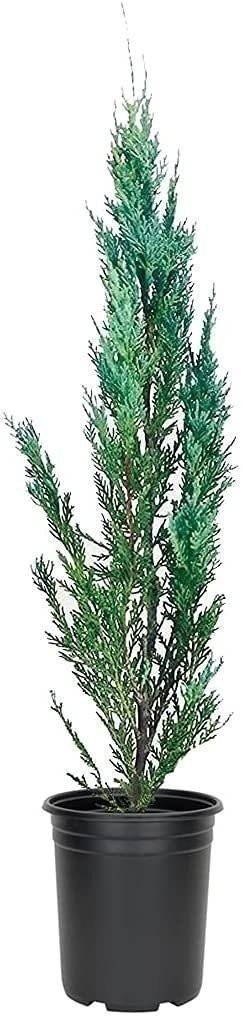 Juniper Moonglow | 4 Inch | Juniperus scopulorum | Groundcover | Erosion Control