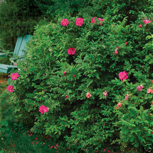 Pink Rugosa Rose, Rosa rugosa Pink, Seeds (Hardy, Fast, Fragrant, Edible)