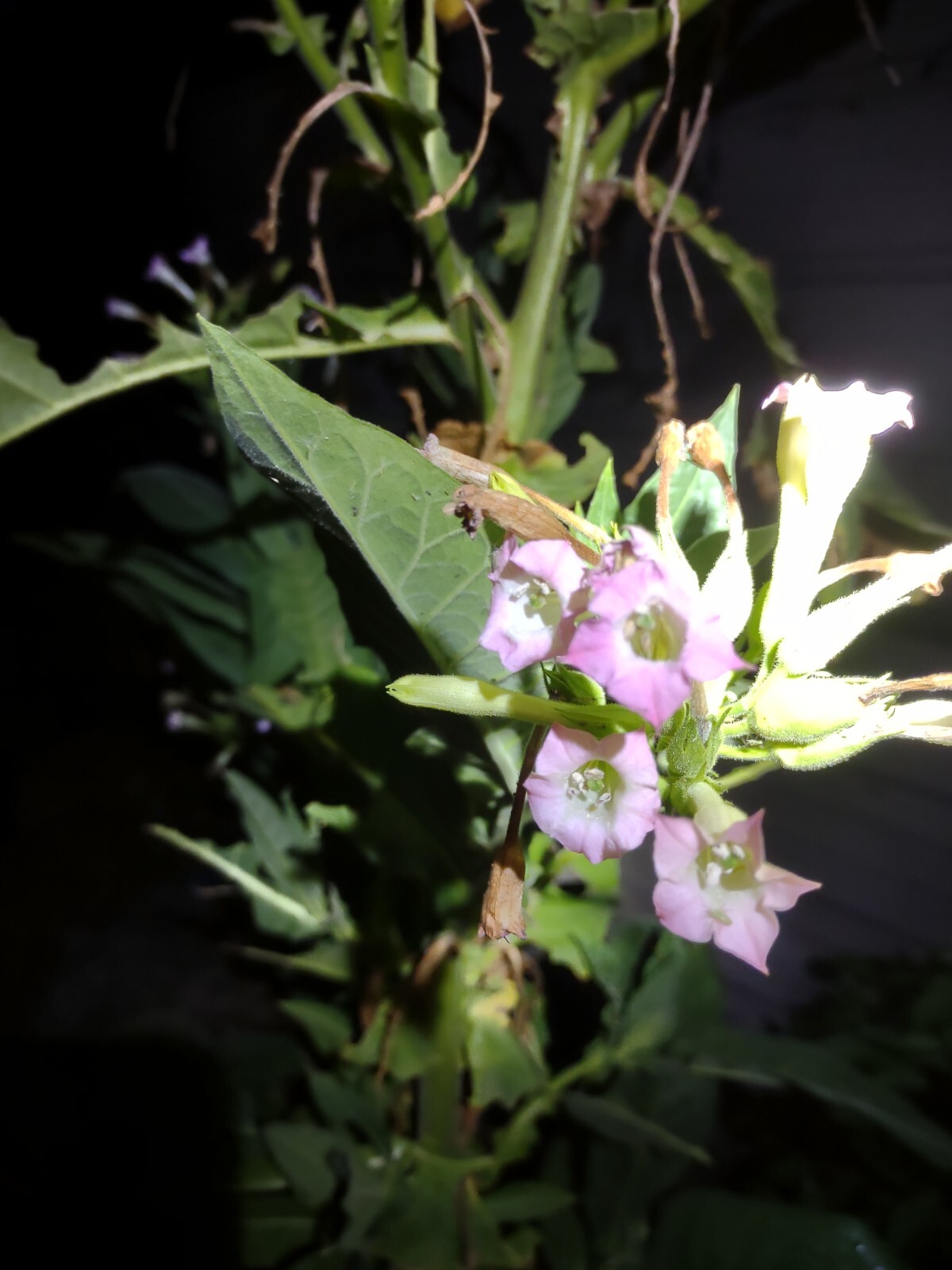 LOUISIANA PERIQUE TOBACCO Nicotiana tabacum 150 seeds! 2022 harvest. Smoking