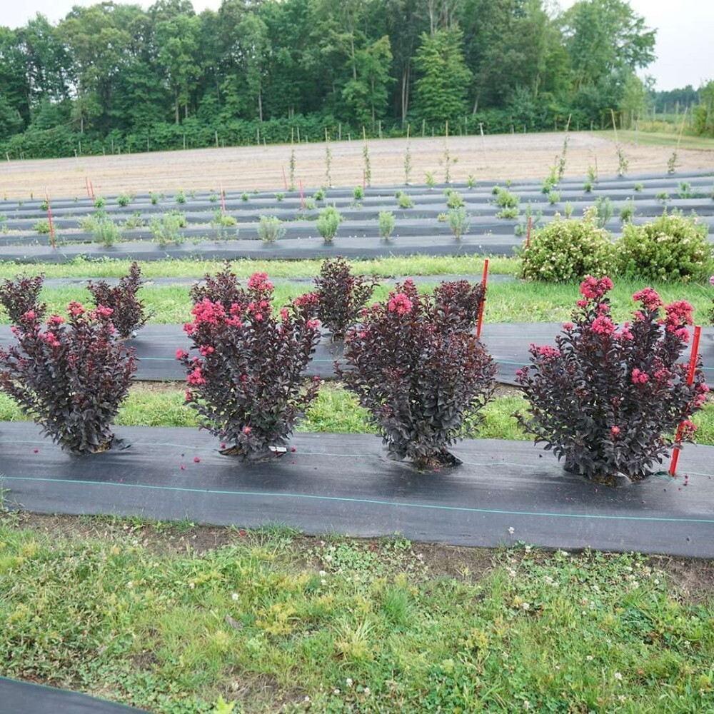 Lagerstroemia Pink Center Sun Stage Indicas Crapemyrtle Garden Live Plant 4″ Pot