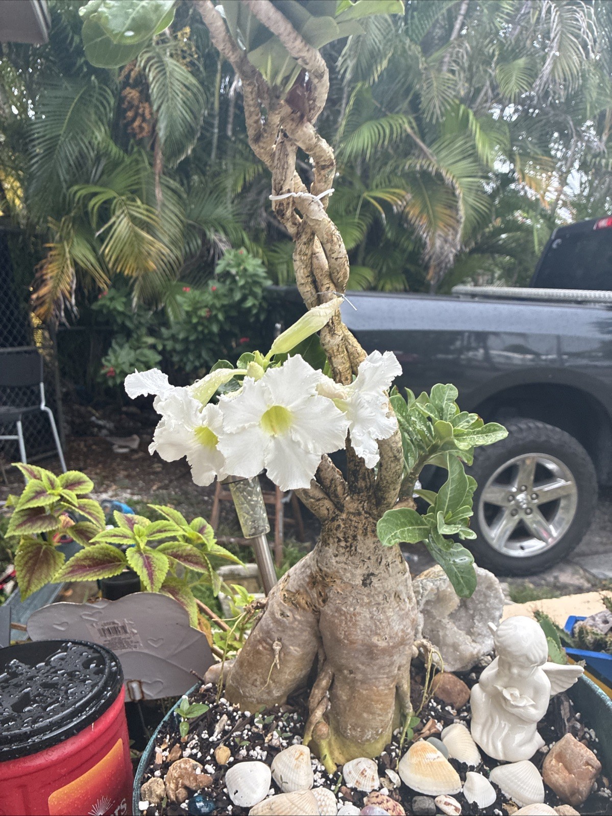 Beautiful White Adenium With Massive Caudex 12+ Years Plant