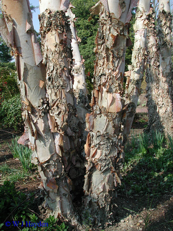 River Birch, (Black Birch), Betula nigra, Tree Seeds (Fast, Hardy, Fall Color)