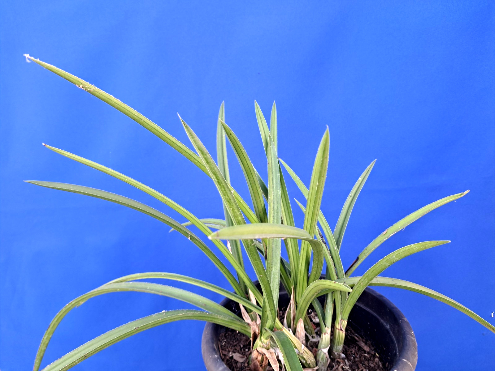 Eulophia Petersii Large Plant Whole Cluster Succulent Cactus
