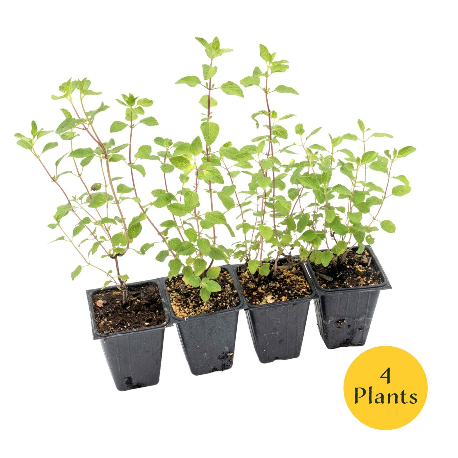 Hot Lips Sage in 3.5” Nursery Cubes (Salvia microphylla ‘Hot Lips’) | Live Herbs