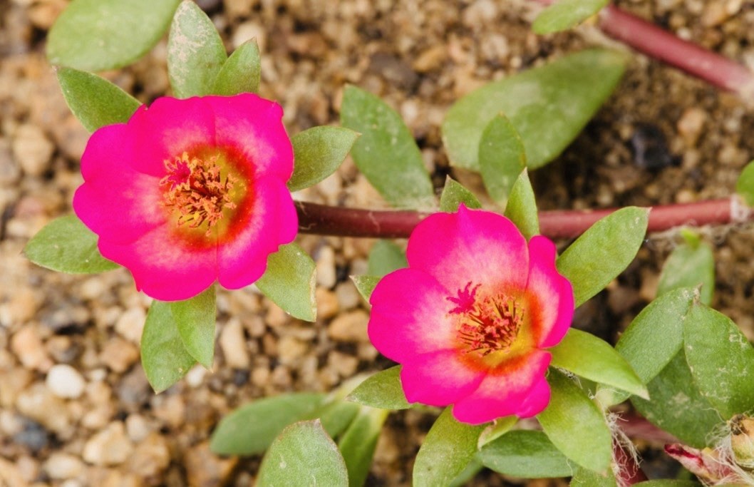 1000+ Pink Portulaca Amilis Seeds – Heat & Drought Tolerant Flower Seeds