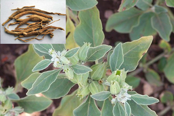 50 Ashwagandha Seeds – Organic – Withania somnifera – Indian ginseng