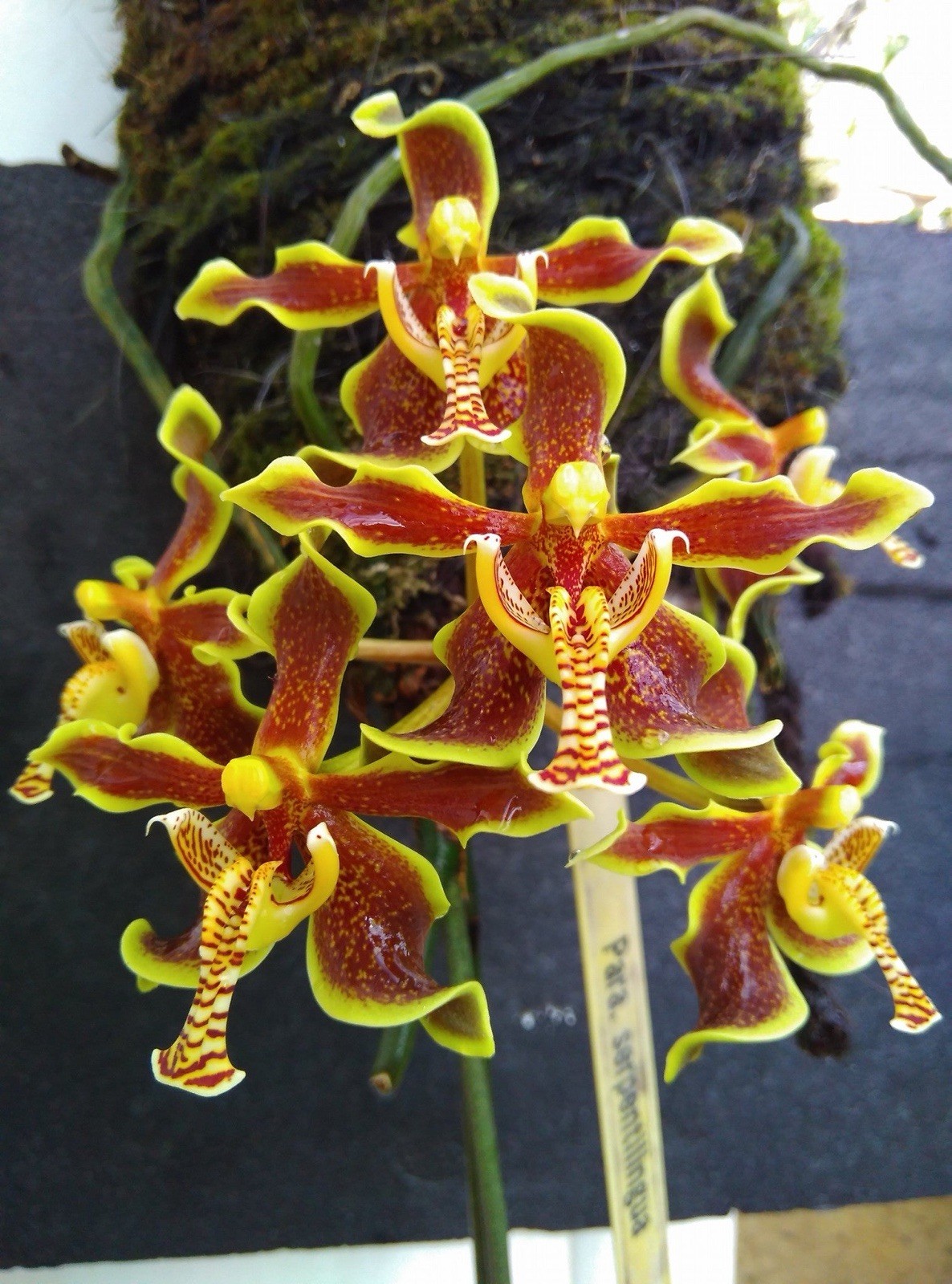 Paraphalaenopsis labukensis Species Orchid Plant RARE 0706