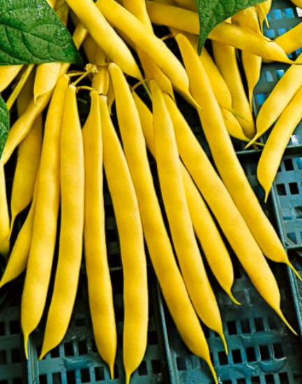 Yellow Bean Seeds, Gold Crop, Heirloom Beans, Bush Yellow Beans, Non-Gmo, 75ct