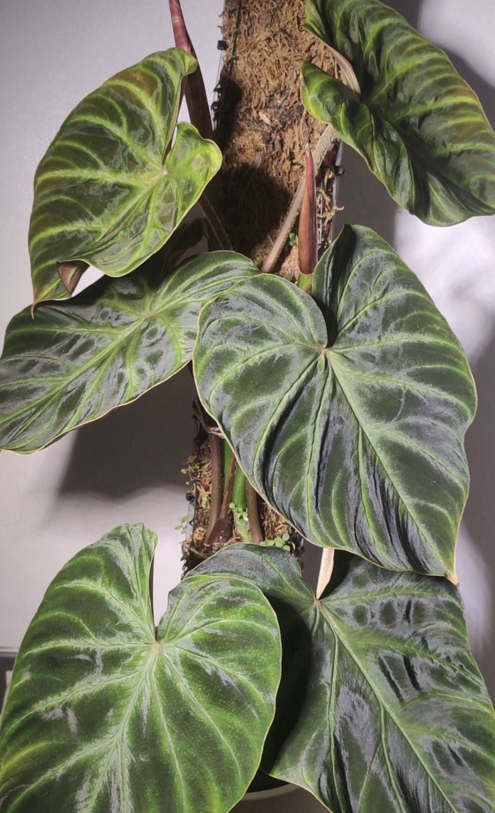 Philodendron verrucosum Incensi 1 node cutting free gift with purchase $5