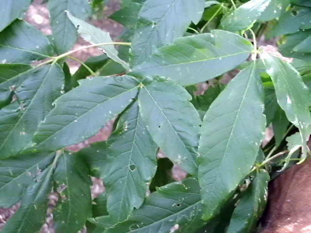 20 THREE FLOWER MAPLE SEEDS – Acer trifolium