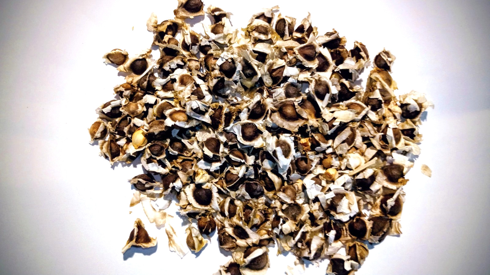 MORINGA edible planting seed NO-GMO 20+seeds garden High Germination Heirloom
