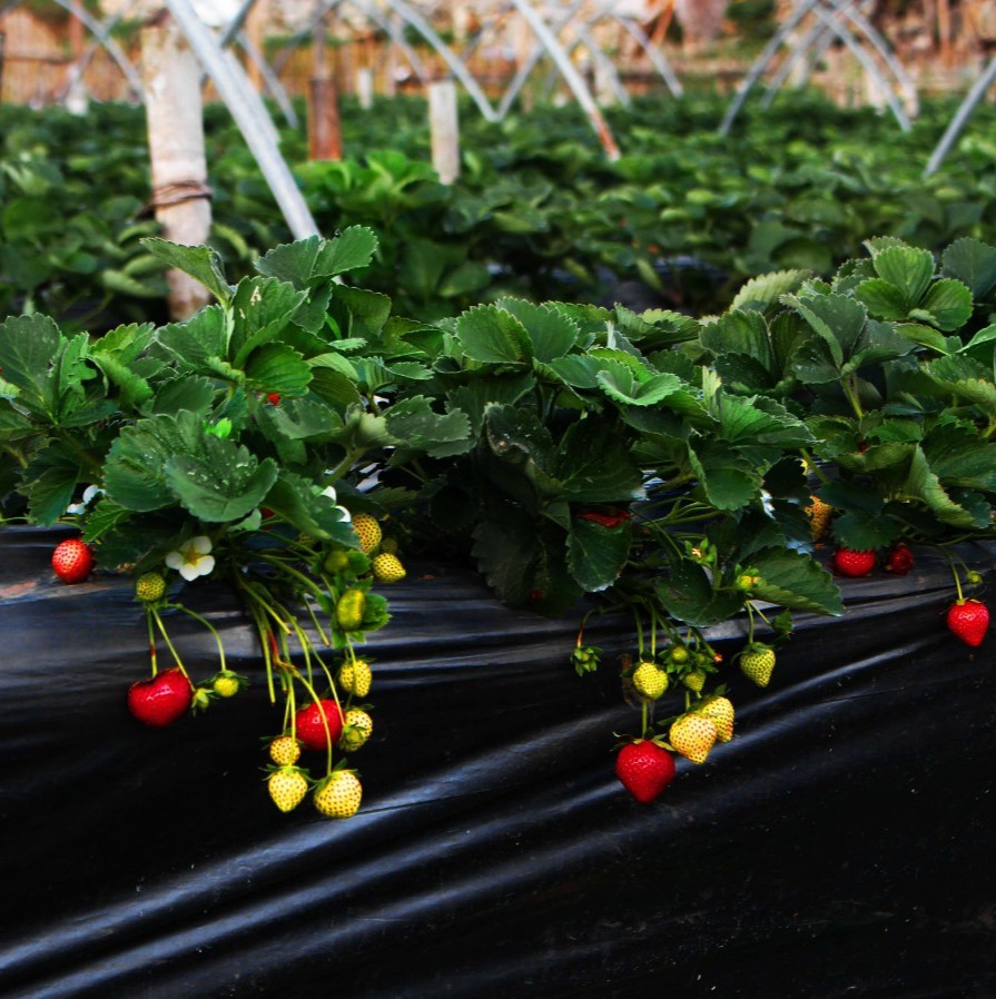 Ozark Beauty Everbearing – Strawberry Plants, 12 Bare Root Plants – TOP PRODUCER
