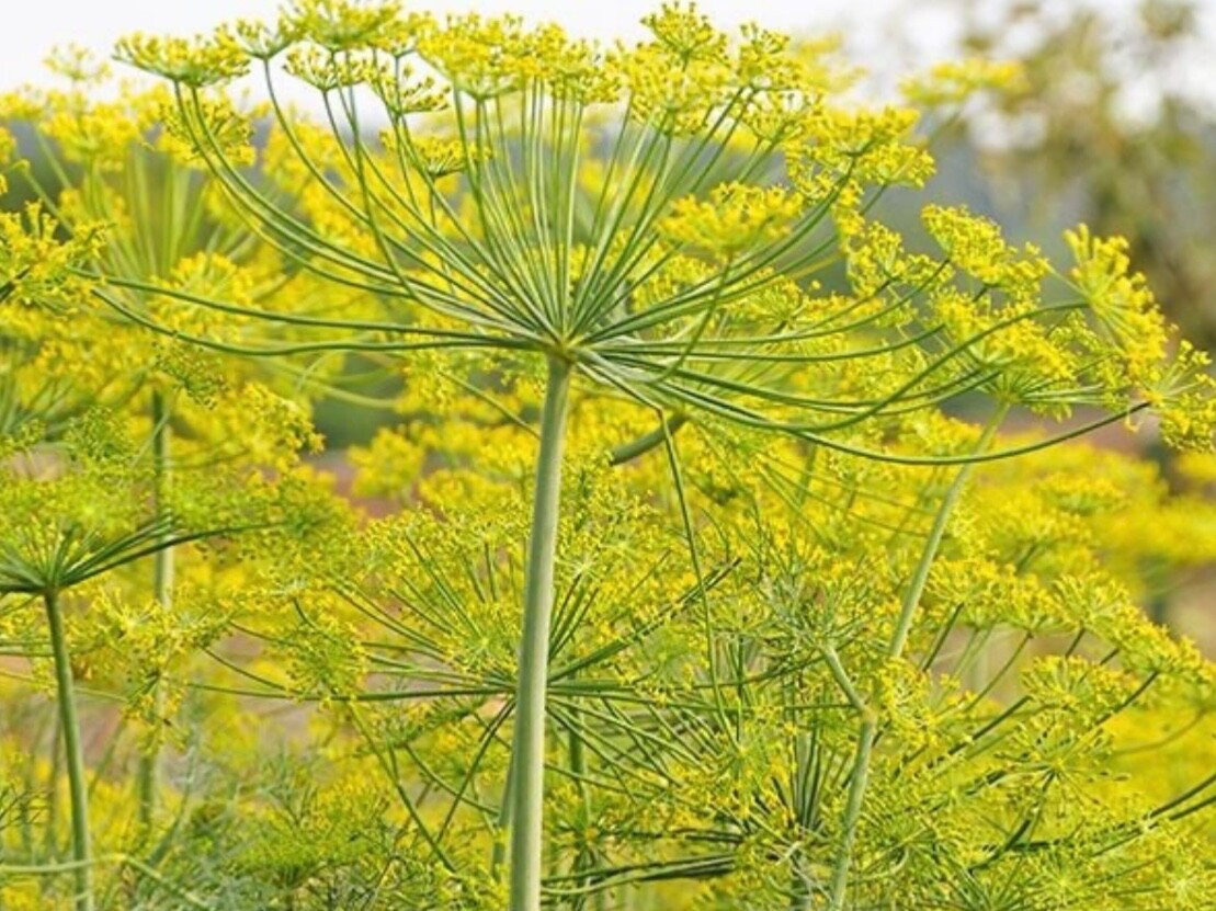 100+ Fresh Dill Seeds, Mammoth Long Island Pickling Variety, For 2026, USA🇺🇸