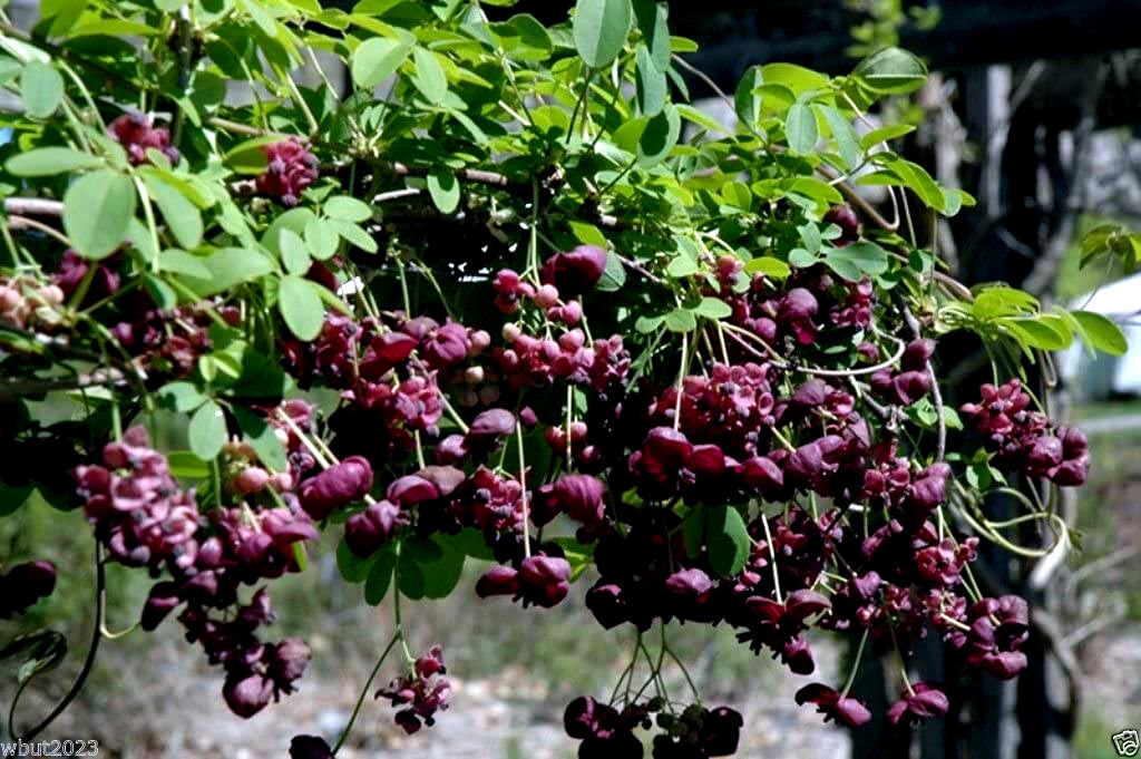 100 – 1,000 CHOCOLATE VINE SEEDS “3-LEAF” (A. trifoliata) Fruit Flower Climber
