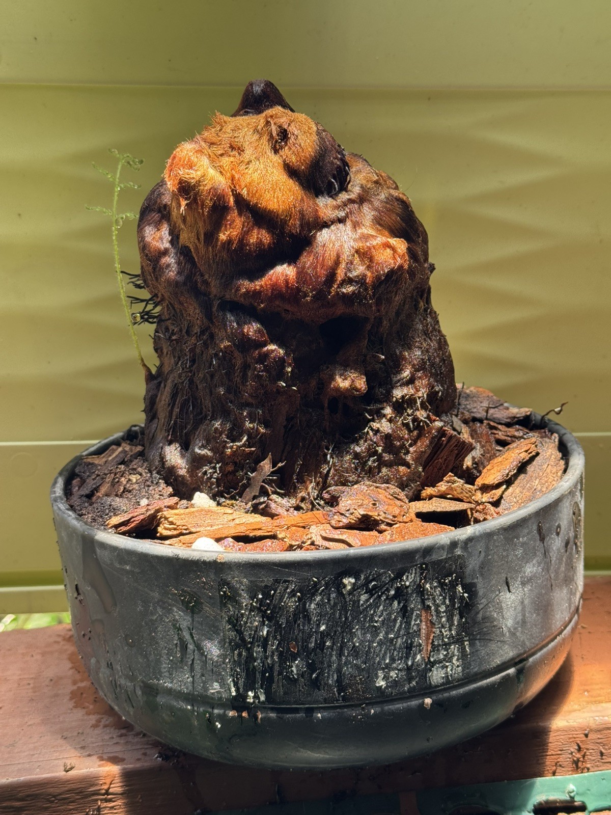 Cibotium Barometz Plant Extra Large Live Tree Fern