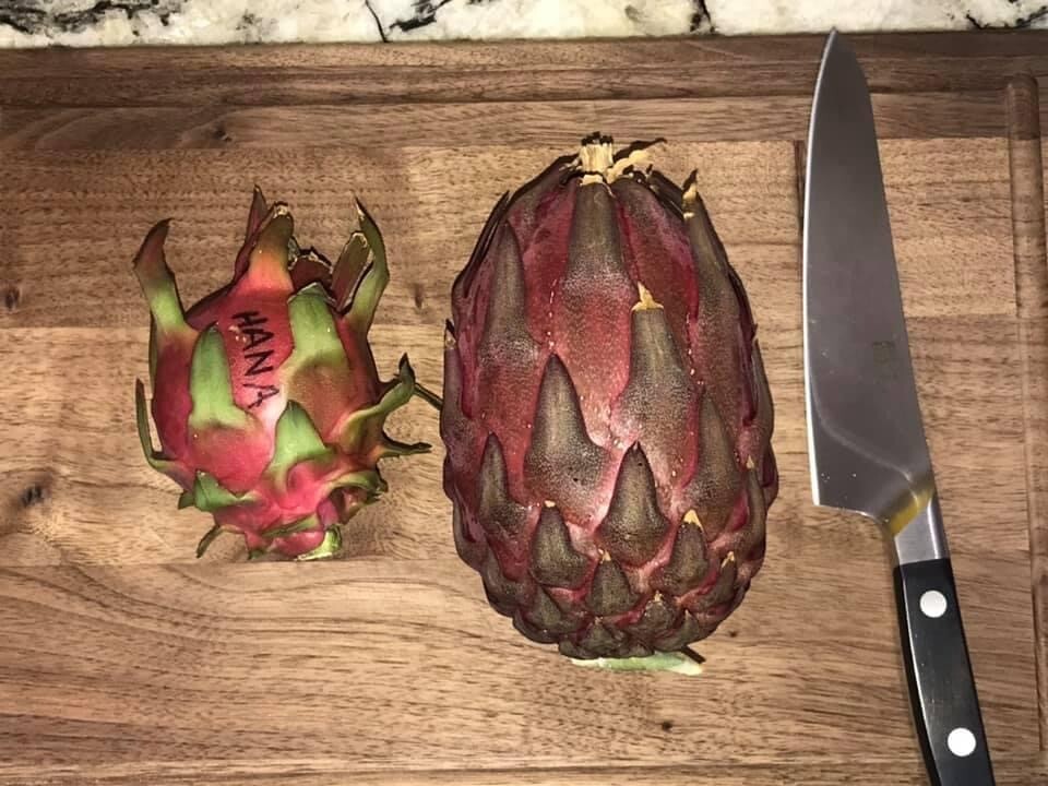 small DRAGON FRUIT CUTTINGS – MULTIPLE VARIETIES – 5″ inches for grafting