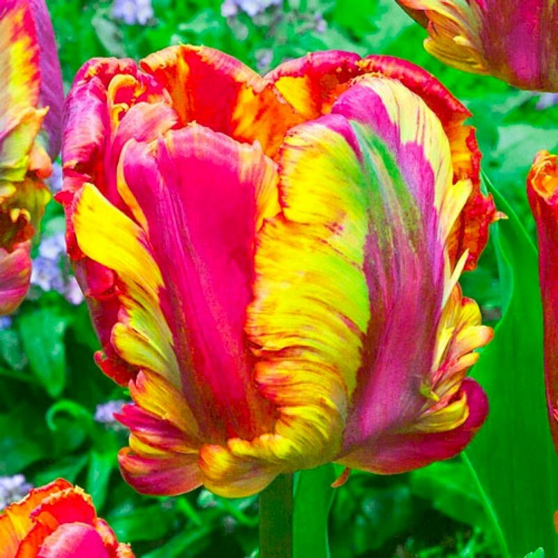 60 Tulip Flower Seeds Much Less Money Than Bulbs
