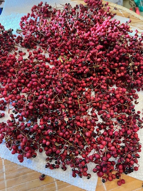 Fresh Sichuan Pepper Seeds, Zanthoxylum Simulans Seeds, Lot of 300+， 花椒 Seeds
