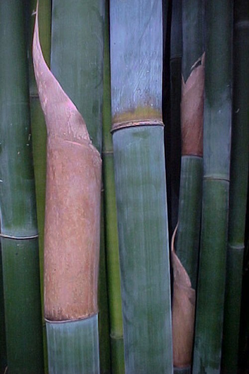 1 Starter Size Bambusa textilis ‘Kanapaha’ –Wong Chuk/Royal/Giant Weavers Bamboo