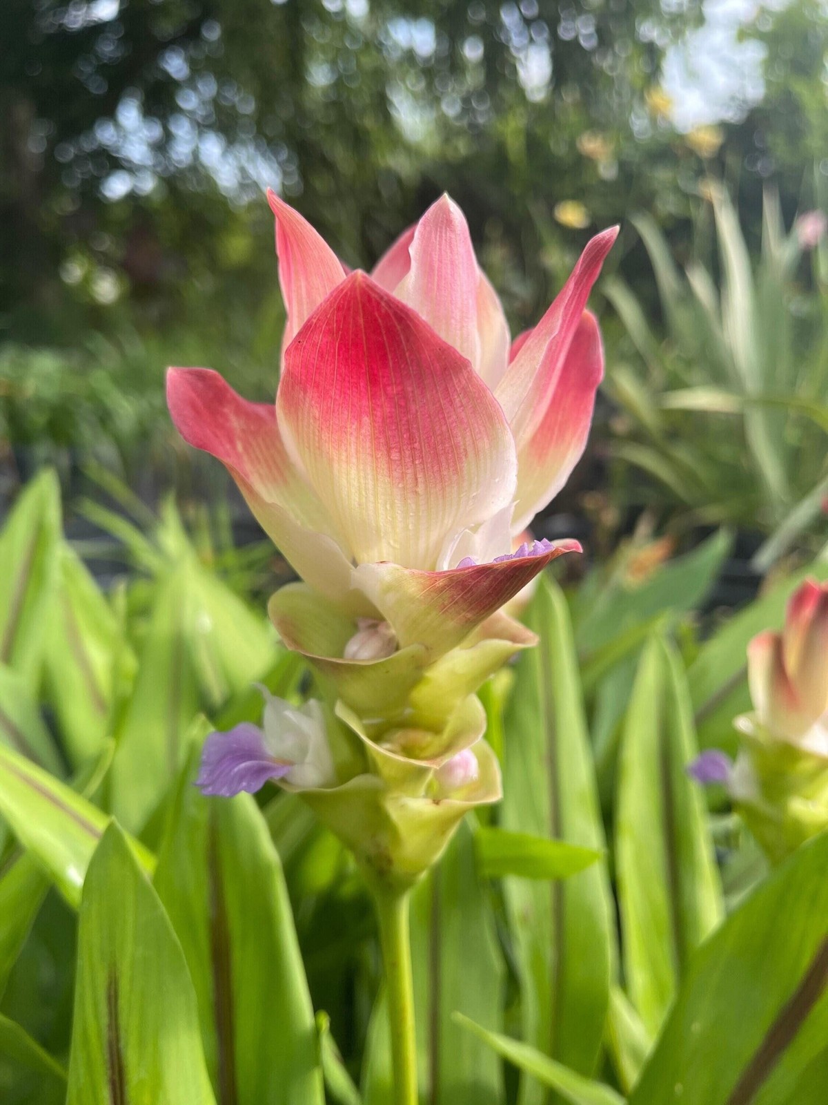 SOLAR Curcuma Comosa – US Seller