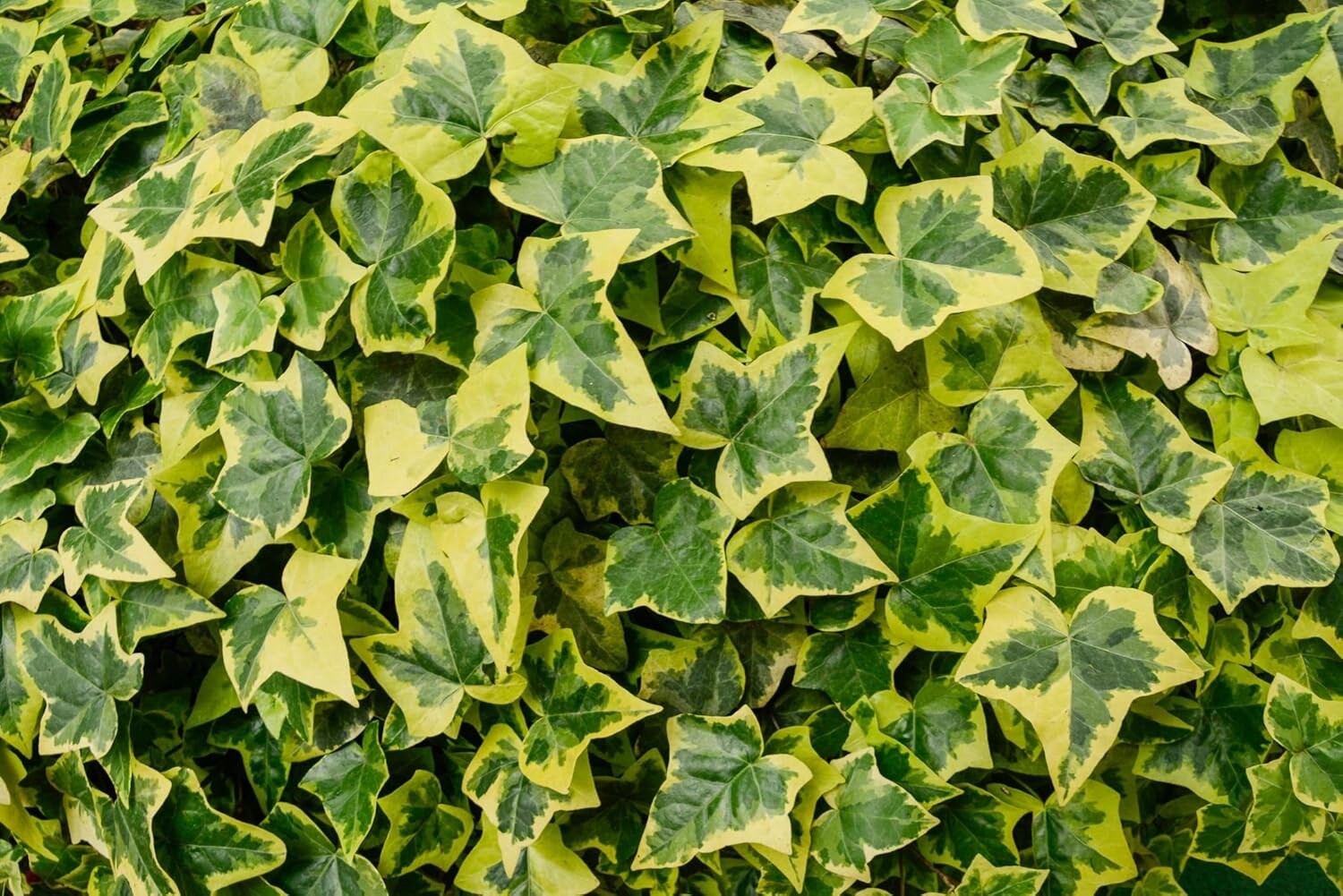 30 English Ivy Seeds for Planting – Easy to Grow Ivy Vine – Hedera helix