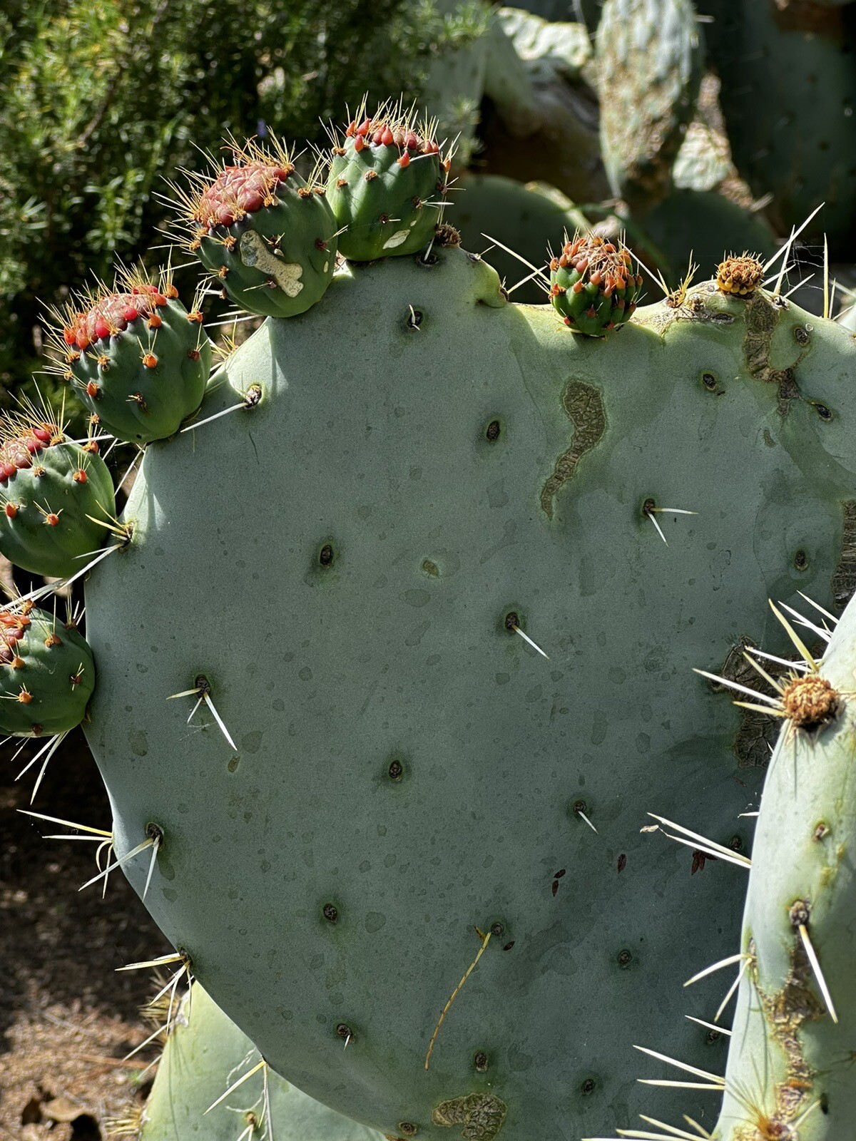 Prickly PEAR 🍐 Cactus Plant , Orange, Pink & Yellow Flowers 🌸 2x 10-14” PADS