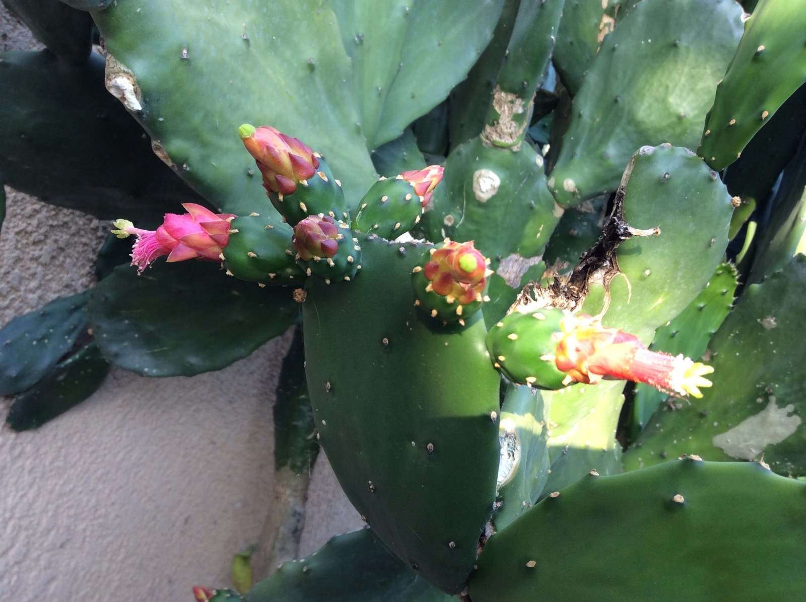Spineless thornless edible Nopales Prickly pear cactus, lot of 3 pads, 5″ long
