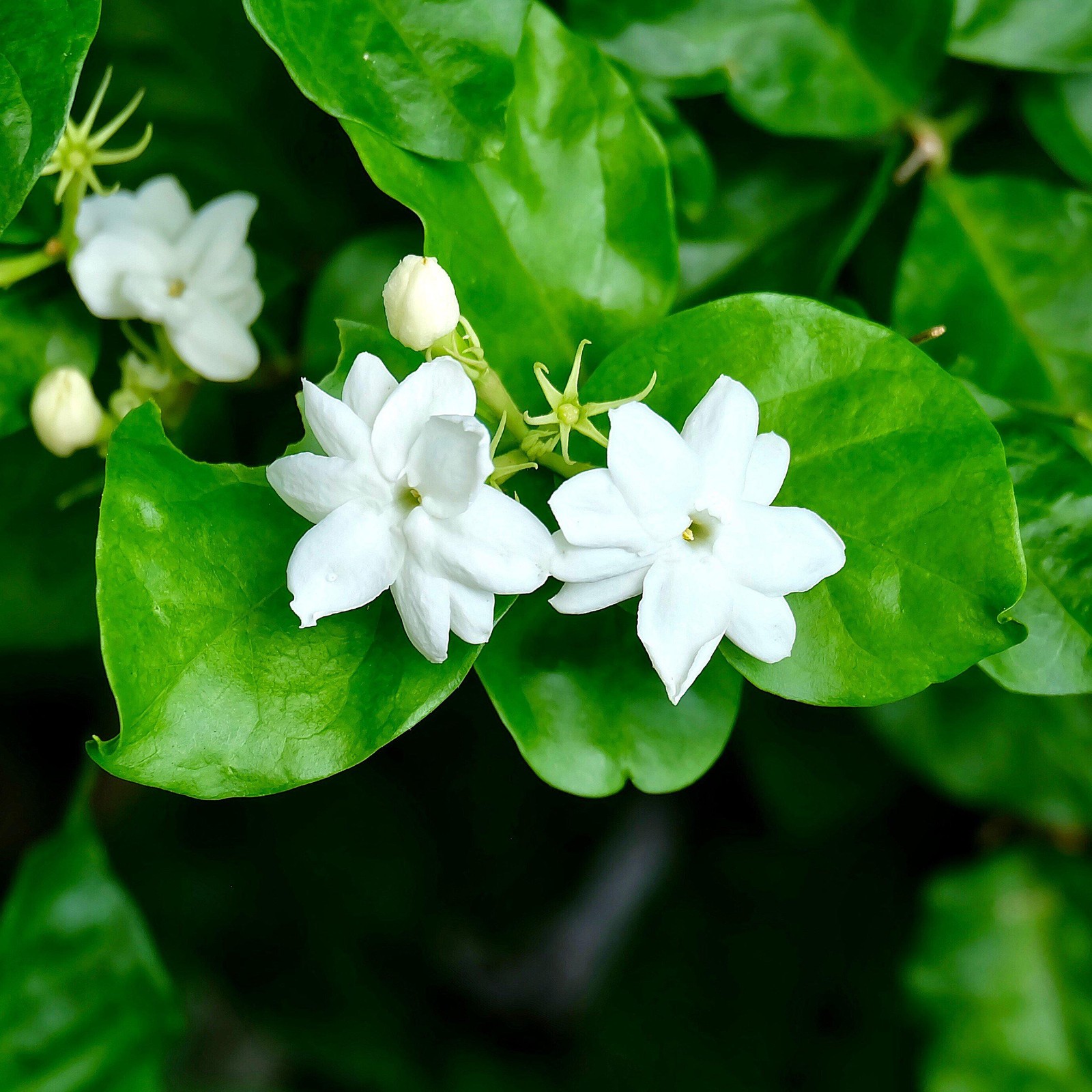 Jasmine Sambac Maid of Orleans 1 Potted Plant Rooted in Quart Pot (Philippine)