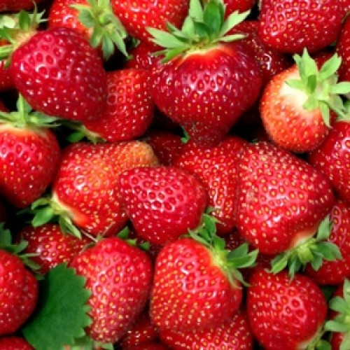 12 Strawberry Plants “Sweet Charlie”-SUPER-SWEET (Pack of 12 Bare Root)Zone: 4-9