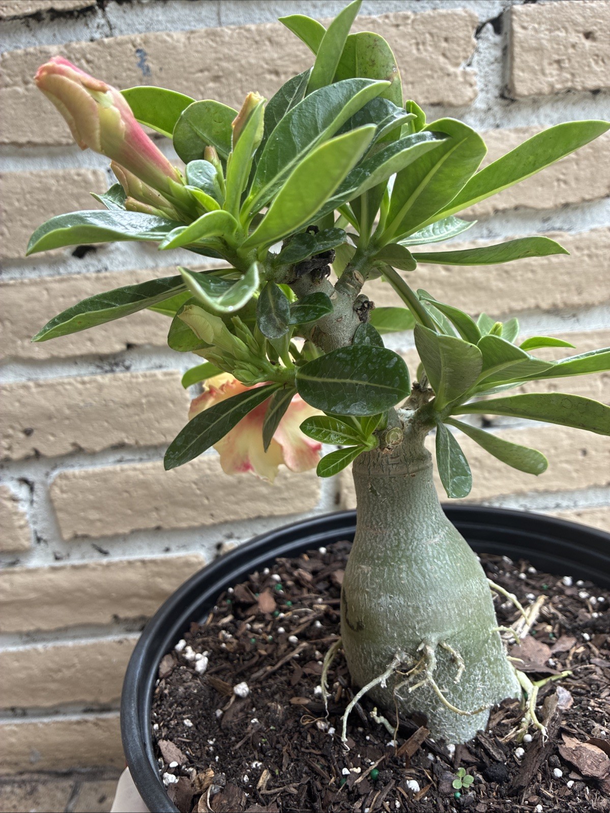 Beautiful Desert Rose Exotic Color Live Plant Soft Yellow With Double Petal Rare