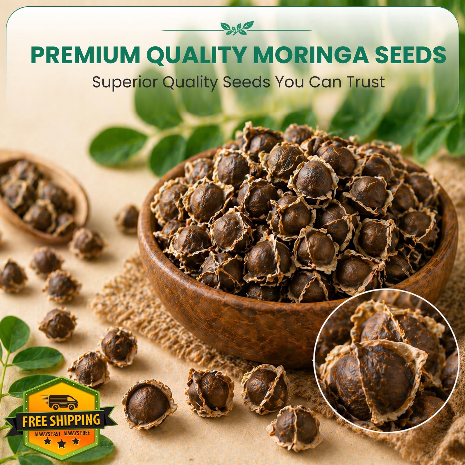 Garden Haven Moringa Seeds 2 oz 1 Pack