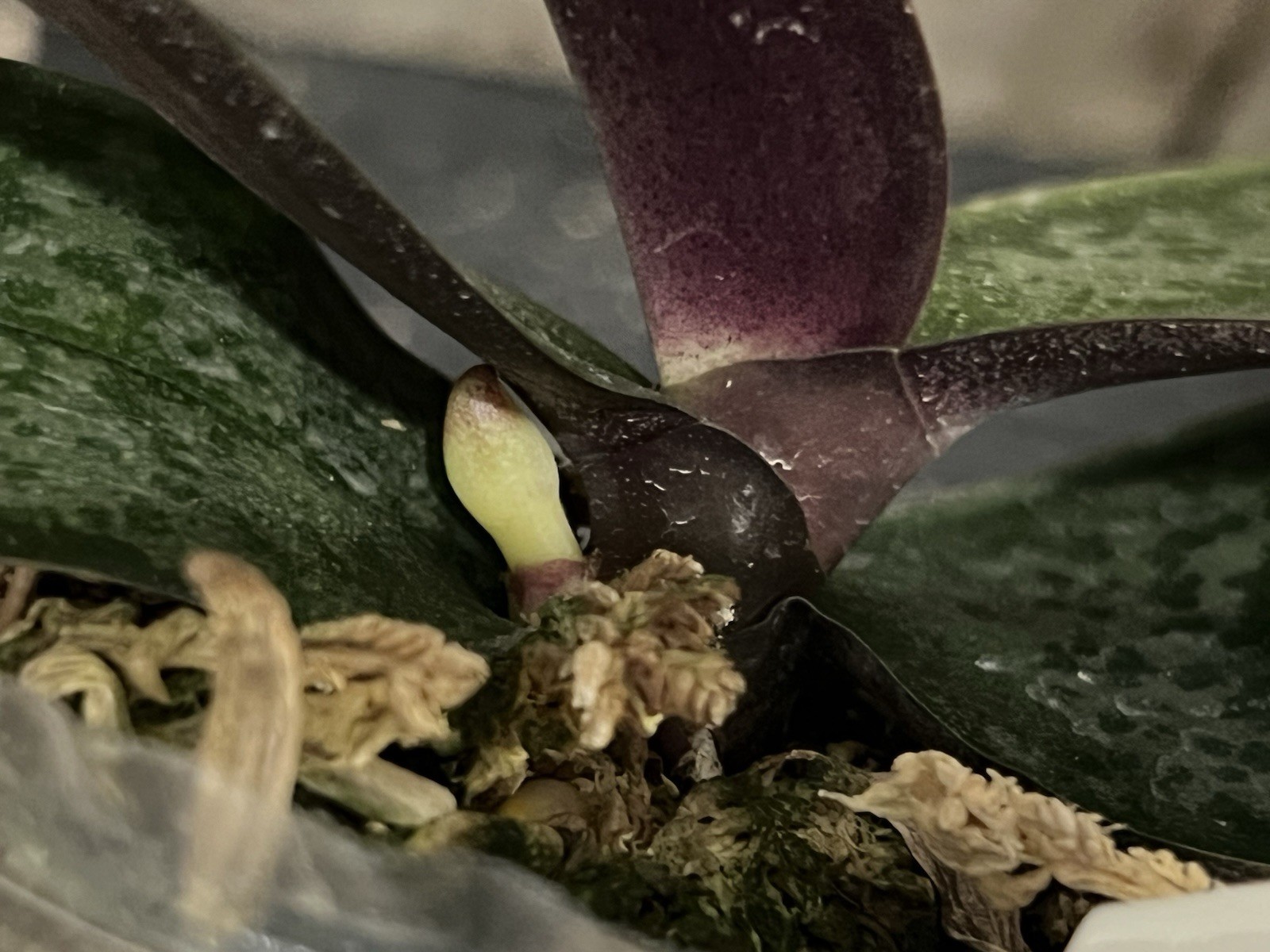 Phal. stuartiana ‘Sogo’ HCC/AOS, Mericlone, Spike Initiated, Mottled Leaves
