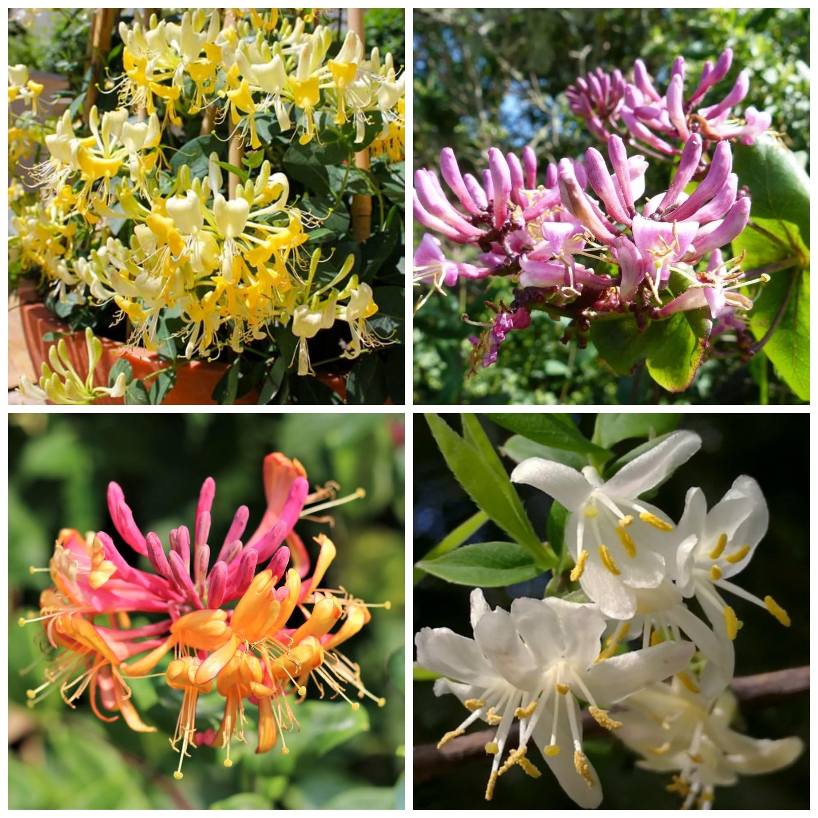 300+ Honeysuckle Seeds for Planting Honeysuckle Vine,Honeysuckle Flower for G…
