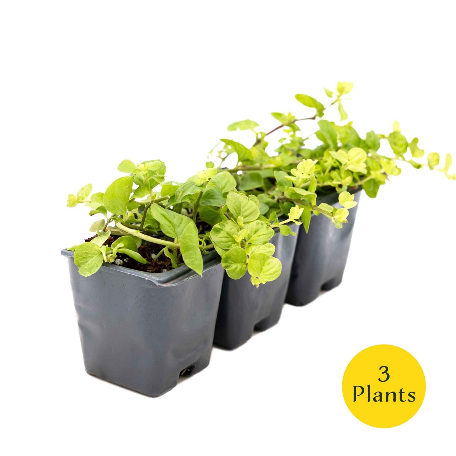 3 Yellow Moneywort Plants in 2.5” Cube, Golden Trailing Groundcover (Lysimachia)