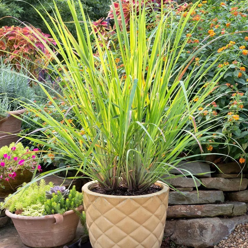 20-pack, Live Lemongrass Starter Stalks for Patio, Pool, Hot Tub, & Spa areas