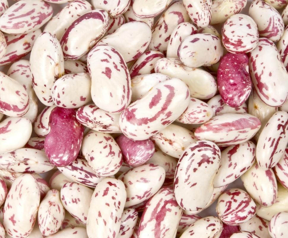 40 Pcs CRANBERRY BEAN FRENCH HORTICULTURE Bortolli Roman Phaseolus Vegetable See